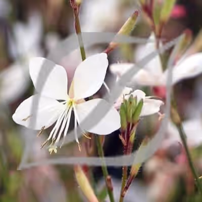 Gaura lindheimeri Belleza 'White' ®