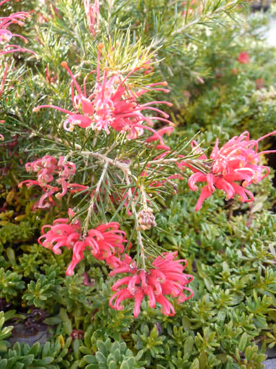 Grevillea 'Scarlet Sprite' ®