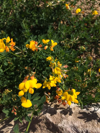 Lotus corniculatus