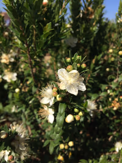 Myrtus communis 'Compacta'