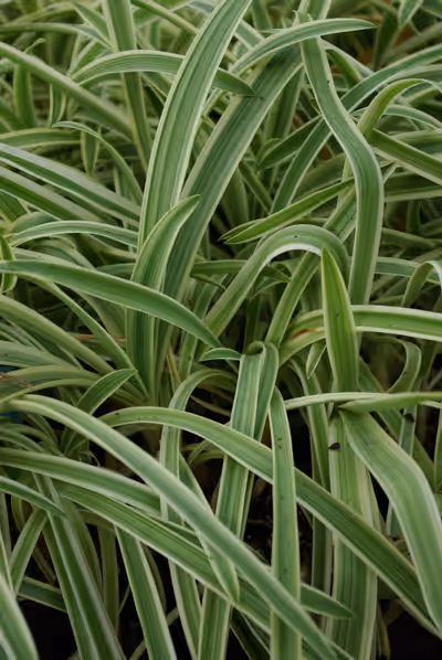 Agapanthus 'Tinkerbell'