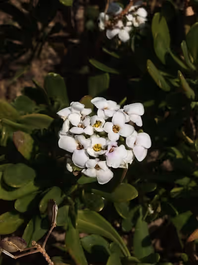 Iberis semperflorens