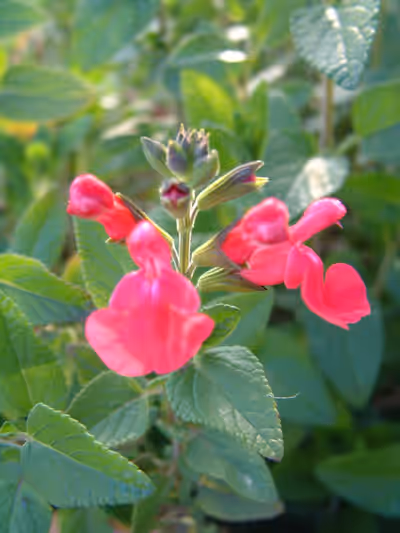 Salvia microphylla