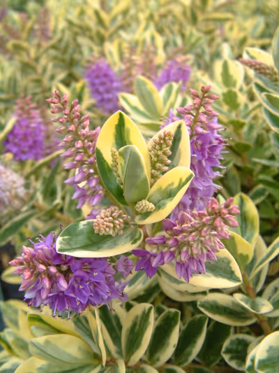 Hebe x franciscana 'Variegata'