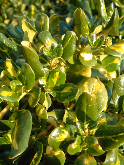 Coprosma repens 'Picturata'