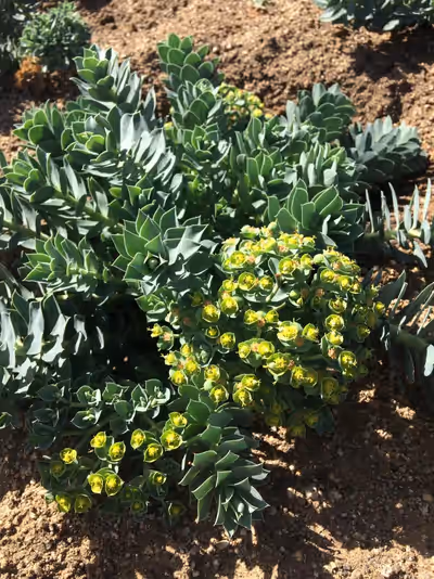 Euphorbia myrsinites