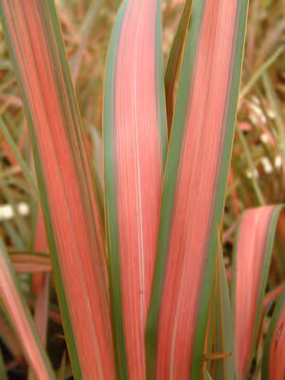 Phormium 'Jester'