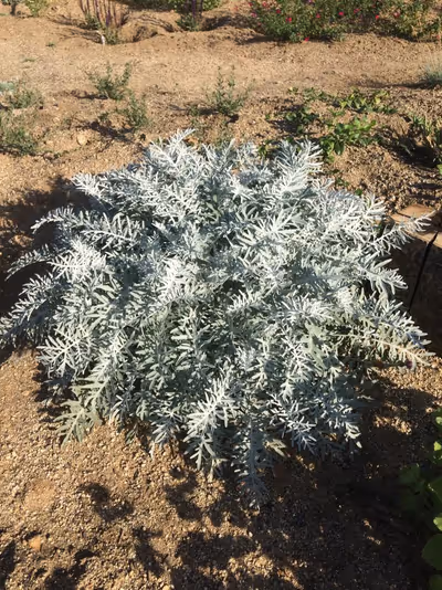 Centaurea cineraria (C. pulcherrima)