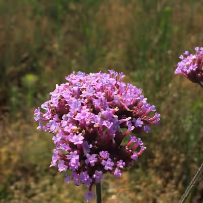 Verbena bonariensis