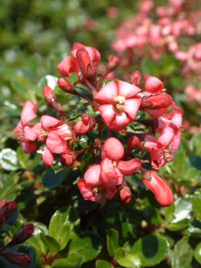 Escallonia 'Red Dream'