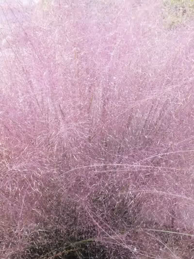 Muhlenbergia capillaris