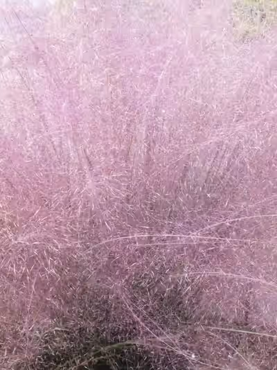 Muhlenbergia capillaris