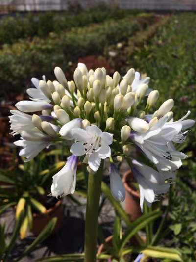 Agapanthus 'Queen Mum'