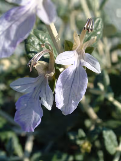 Teucrium fruticans