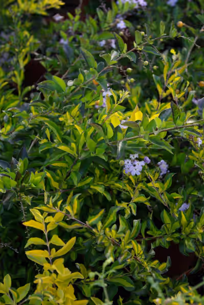Duranta erecta 'Variegata'