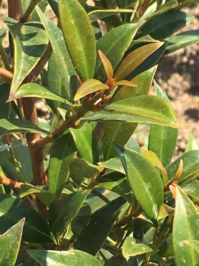 Syzygium paniculatum 'Teenie Genie'