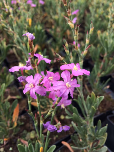 Limoniastrum monopetalum 'Carnaval'