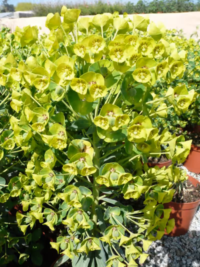 Euphorbia characias subsp. wulfenii