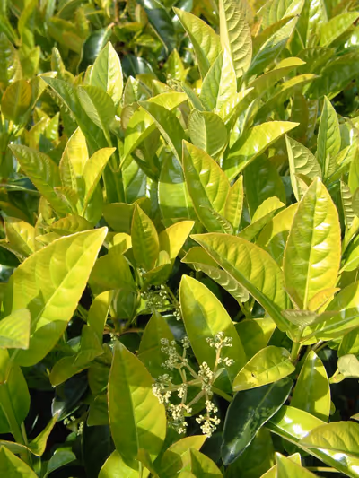 Viburnum odoratissimum