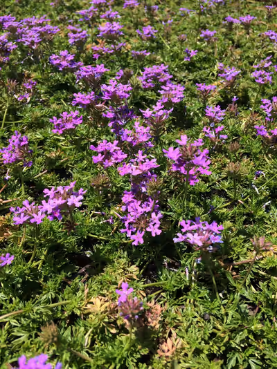 Verbena tenuisecta