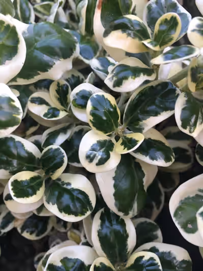 Coprosma repens 'Marble Queen'