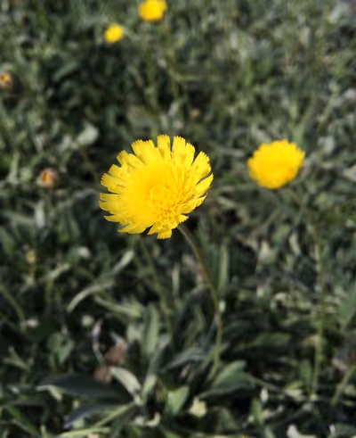 Hieracium pilosella