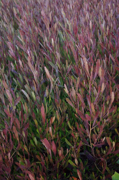 Dodonaea viscosa 'Purpurea'