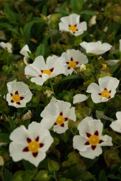 Cistus 'Gordon Cooper'