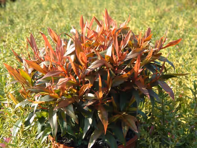 Agonis flexuosa 'Nana'