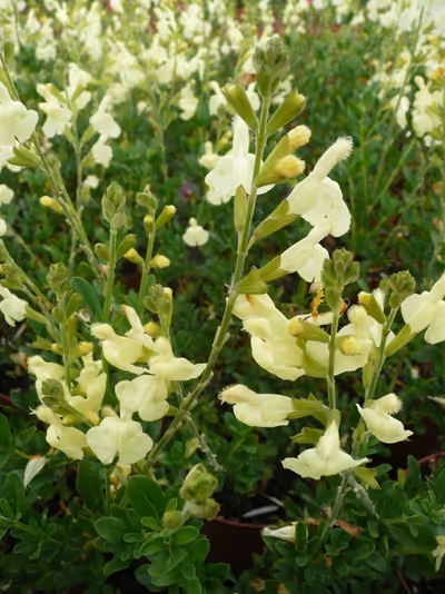 Salvia x jamensis 'La Luna'