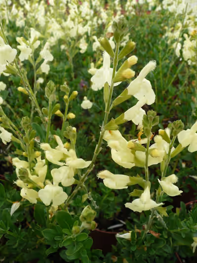 Salvia x jamensis 'La Luna'