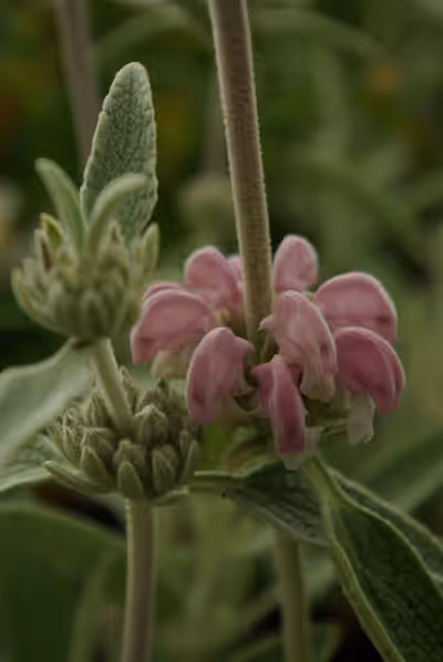 Phlomis purpurea sub. Almeriensis