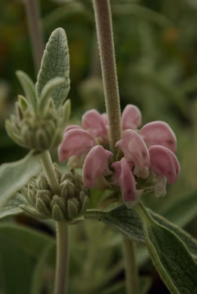 Phlomis purpurea sub. Almeriensis