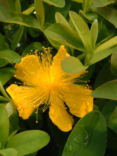 Hypericum calycinum