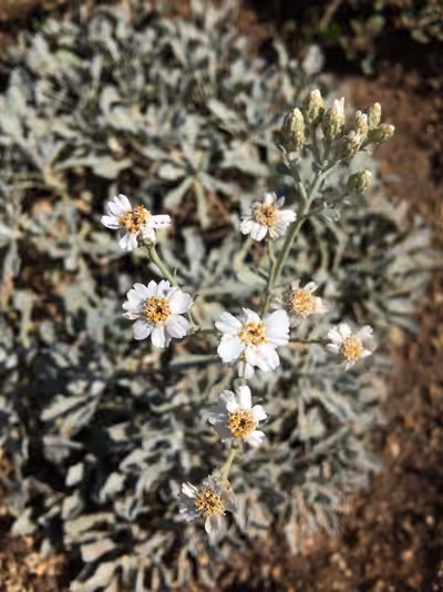Achillea umbellata