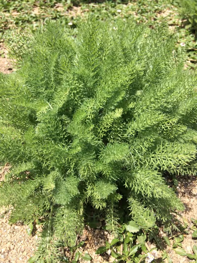Achillea crithmifolia