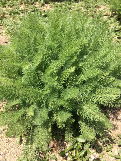 Achillea crithmifolia