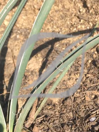 Hesperaloe parviflora