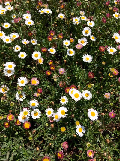 Erigeron karvinskianus