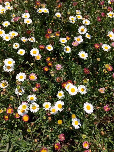 Erigeron karvinskianus