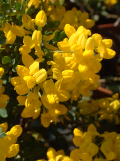 Coronilla valentina subsp. glauca