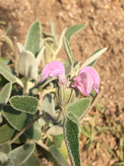 Phlomis purpurea
