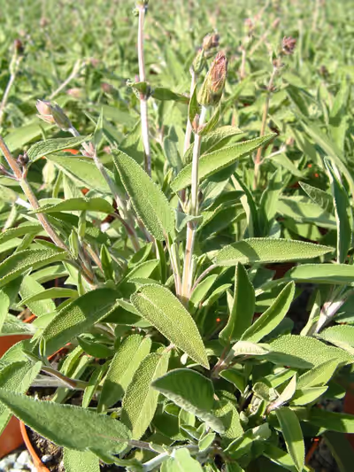 Salvia officinalis