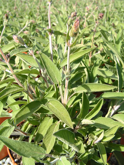 Salvia officinalis