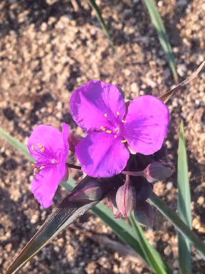 Tradescantia x andersoniana 'Concord Grape'