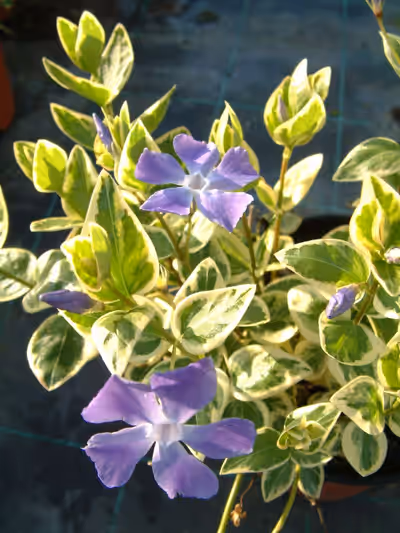 Vinca major 'Variegata'