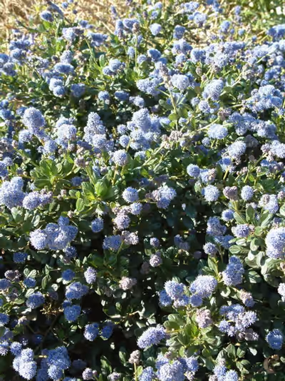 Ceanothus griseus 'Yankee Point'
