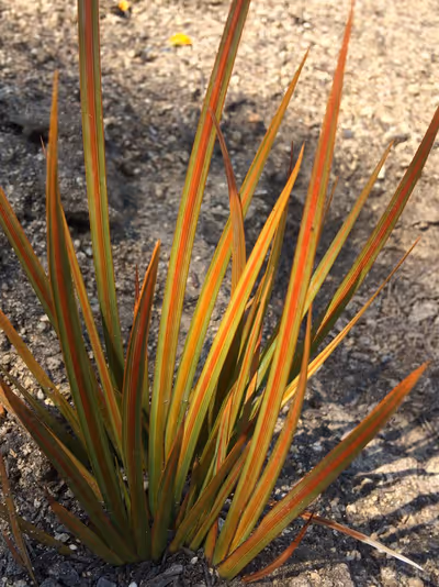 Libertia peregrinans