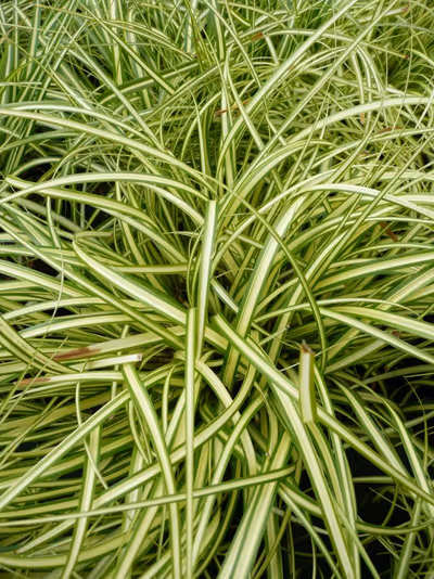 Carex oshimensis 'Evergold'