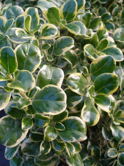 Coprosma repens 'Variegata'